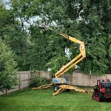 How Our Tree Care Process Works  in  Lockney, TX