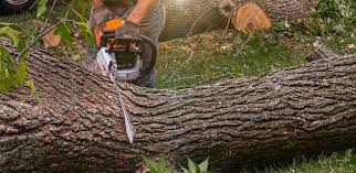 Best Hazardous Tree Removal  in Lockney, TX