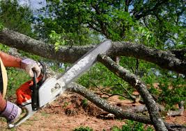 Best Seasonal Cleanup (Spring/Fall)  in Lockney, TX