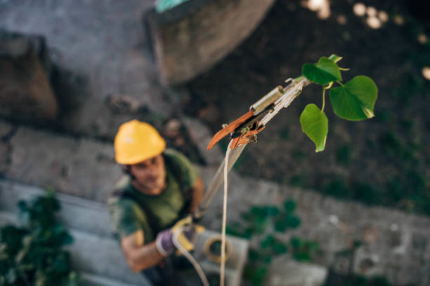 Best Tree Removal  in Lockney, TX