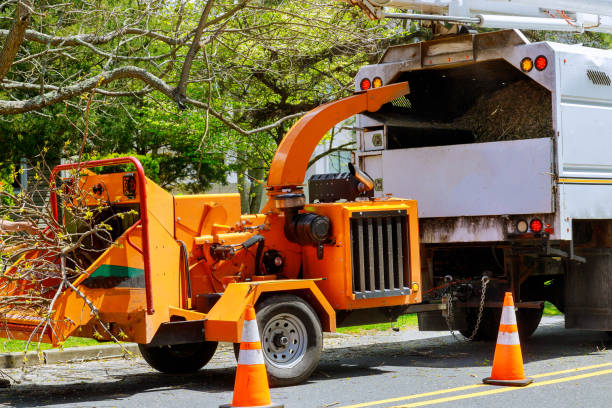 Best Tree Maintenance Programs  in Lockney, TX