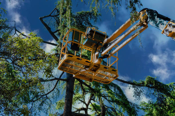 Best Tree Risk Assessment  in Lockney, TX