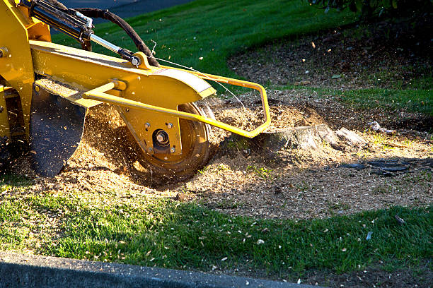 Best Grass Overseeding  in Lockney, TX