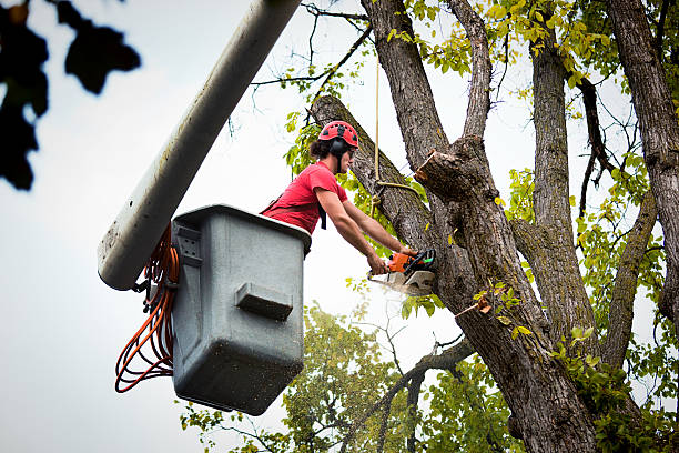 Best Stump Grinding and Removal  in Lockney, TX