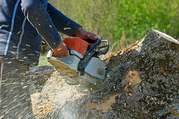 Best Storm Damage Tree Cleanup  in Lockney, TX